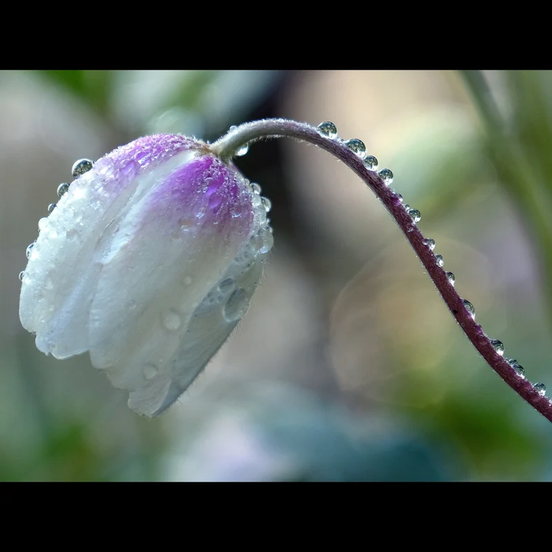 Orquidea Aterciopelada