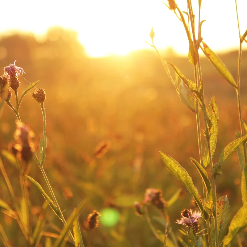 Amanecer Floral
