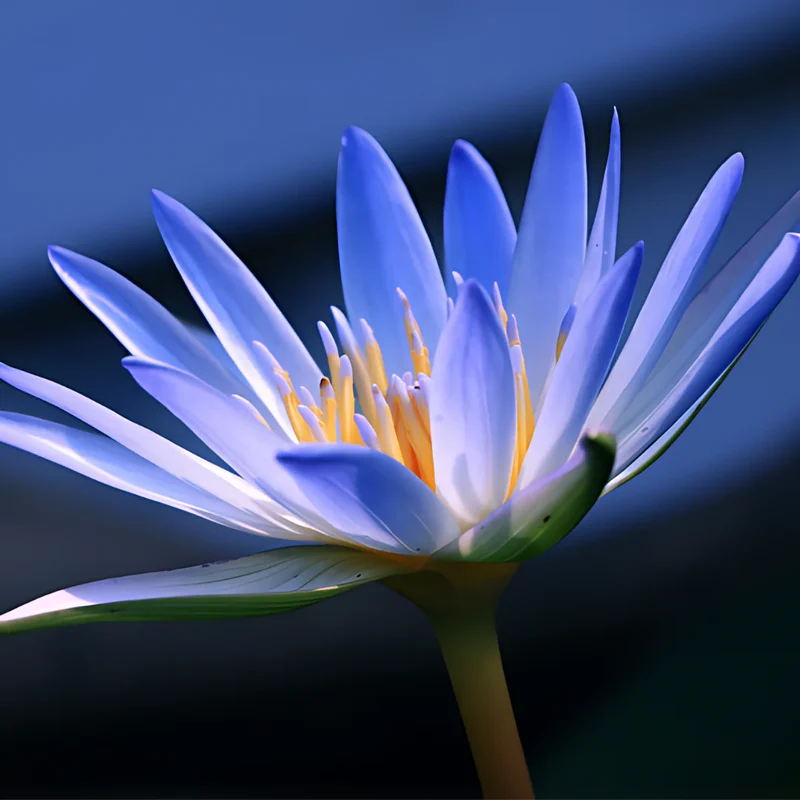 Loto Azul Relajante