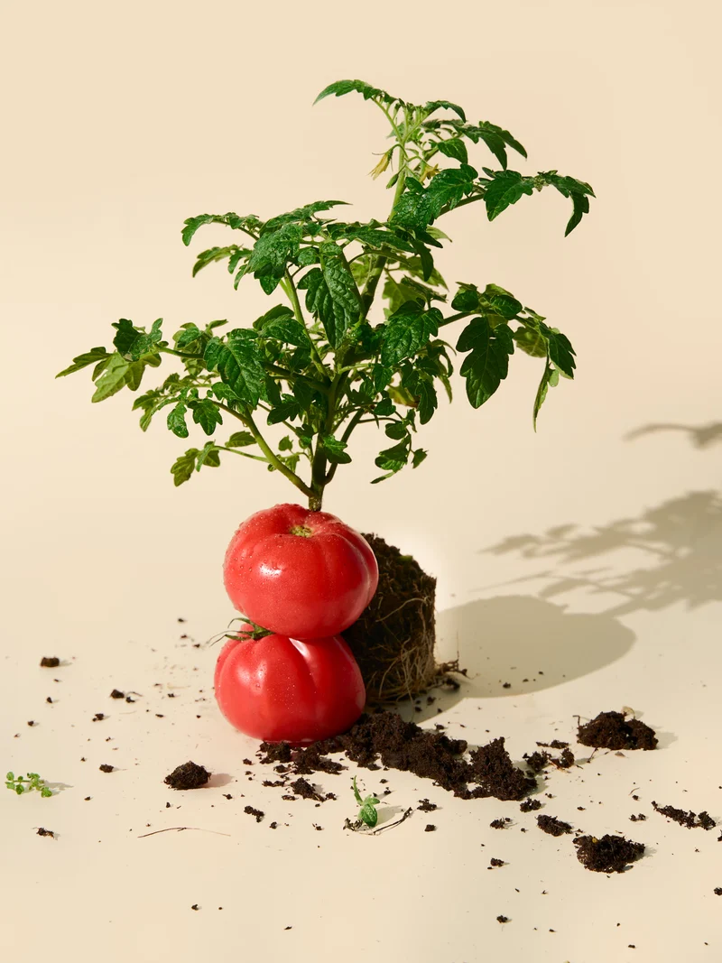 Tomato Leaf Fragrance Oil