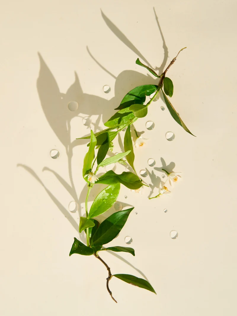 Pure Jasmine Fragrance Oil