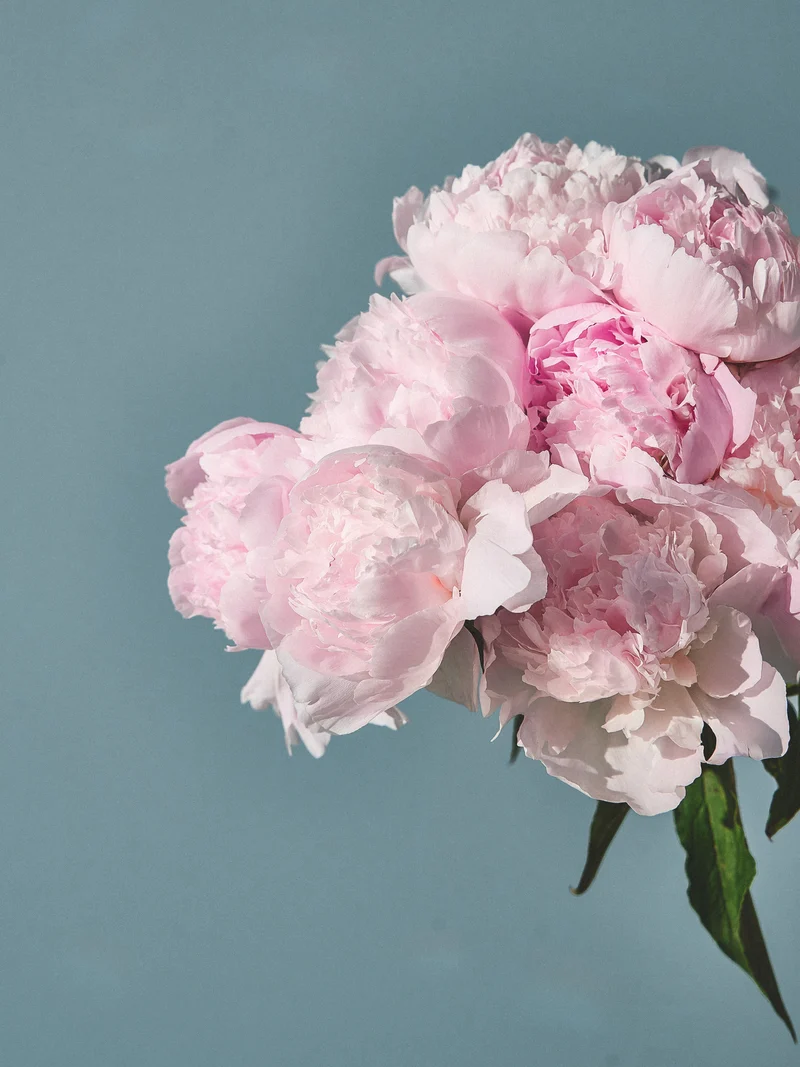 Fresh Cut Peony Fragrance Oil