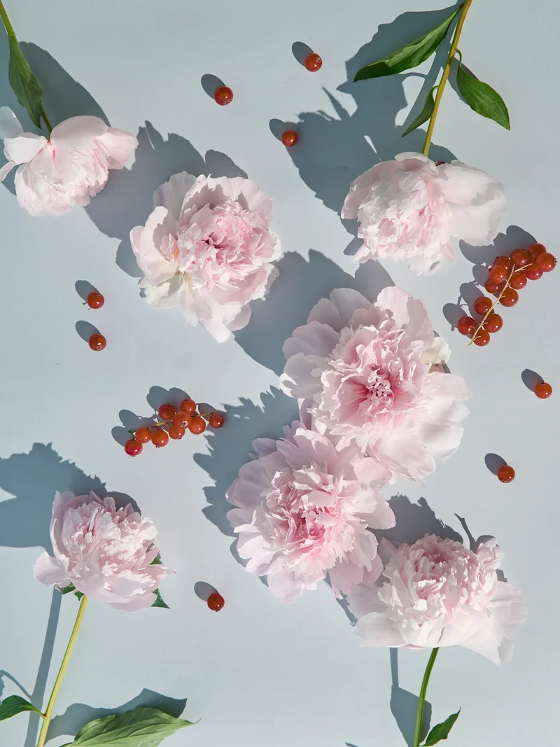 Fresh Cut Peony Fragrance Oil