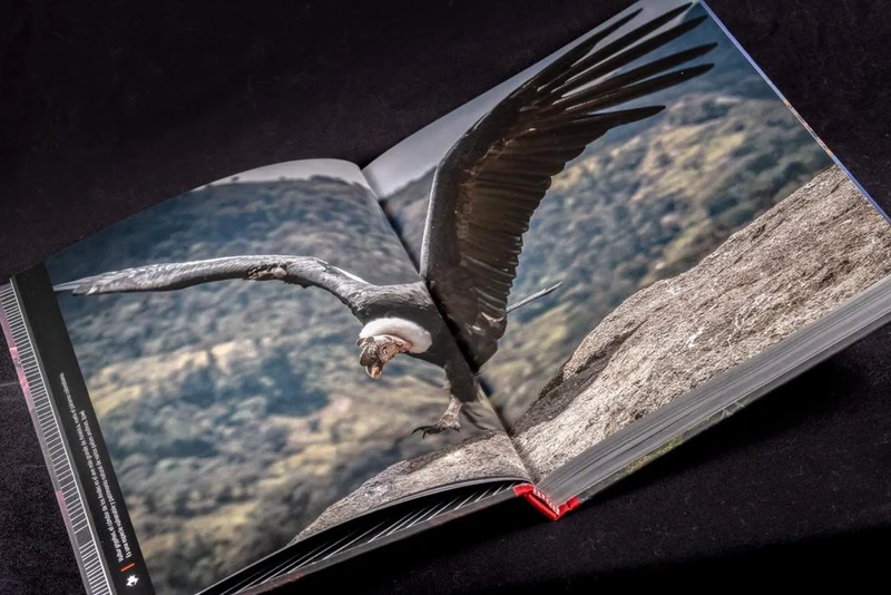Libro Cumbres Blancas