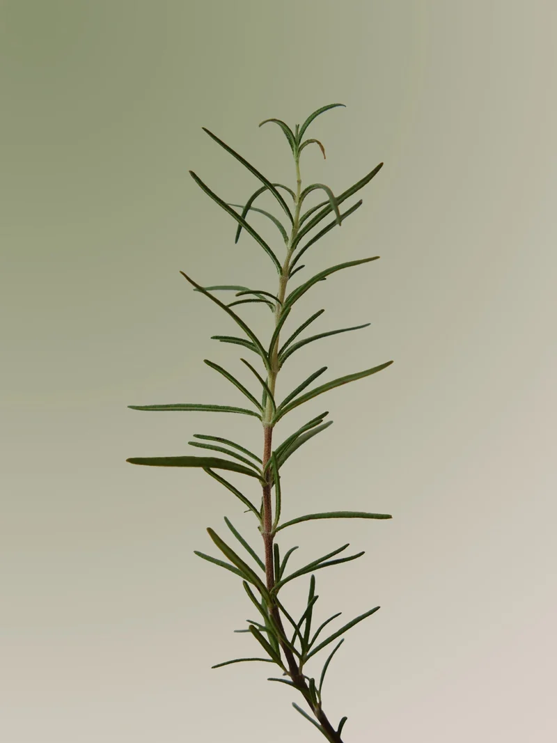 Rosemary Scalp Scaling Shampoo