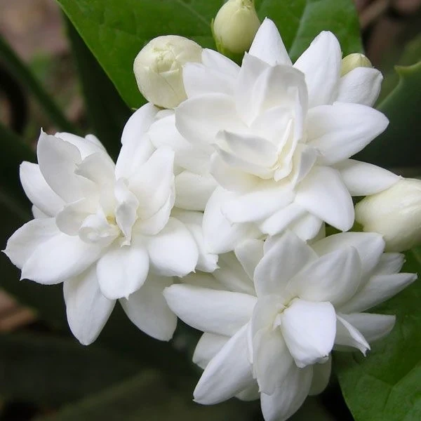 Fragancia White Jasmine