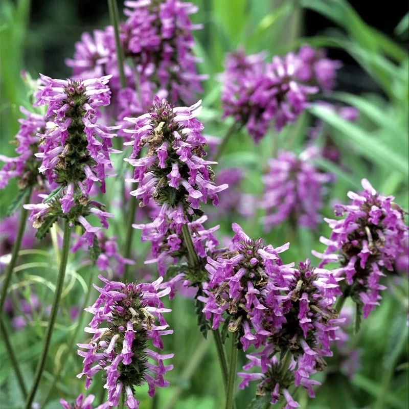 Fragancia Patchouli