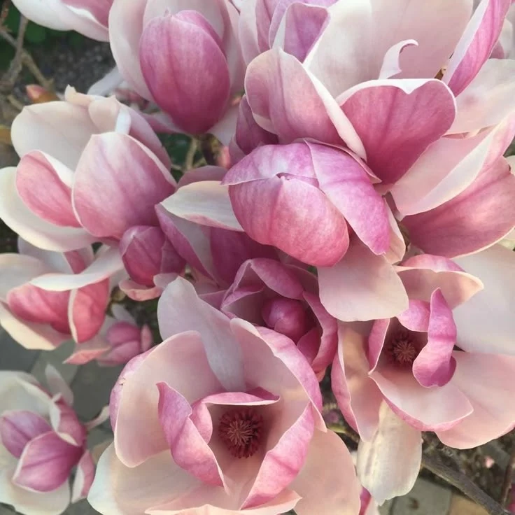 Fragancia Magnolia y Freesia