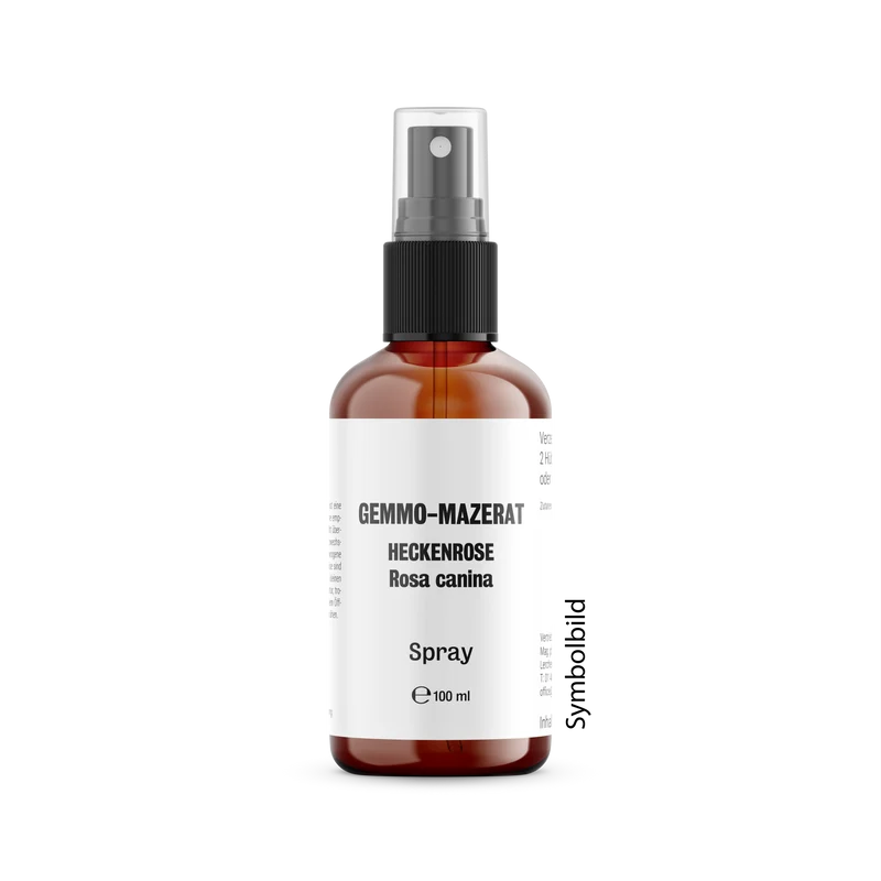 Gemmo-Mazerat Heckenrose Rosa canina
