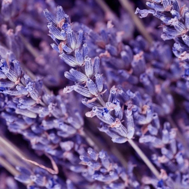 Fragancia Lavanda Francesa